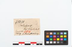 Etikett zu Bronzering (NHMW-PRAE-025238)